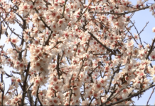 Променливото време може да навреди на вече разцъфтелите дръвчета