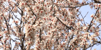 Променливото време може да навреди на вече разцъфтелите дръвчета