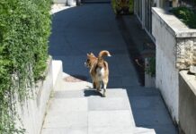 Улов на безстопанствени кучета утре и на 16 февруари в Асеновград