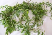 Цветница е, занесете в дома си върбово клонче