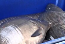 При строго спазване на противоепидемичните мерки започна продажбата на риба за Никулден в Асеновград