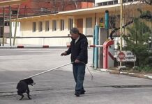 Преброяват бездомните кучета в Община Асеновград