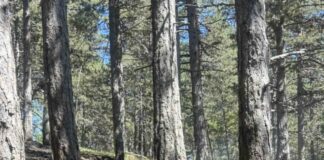 Пожарът край с. Добростан е ограничен, но не е потушен