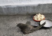 Спасиха малко бързолетче в Асеновград