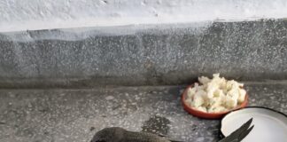 Спасиха малко бързолетче в Асеновград