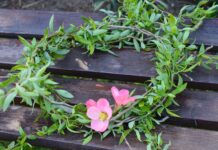 Днес празнуват всички, носещи имена на цветя