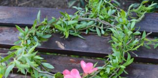 Днес празнуват всички, носещи имена на цветя