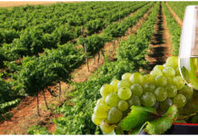 България предлага да се въведе код за вината