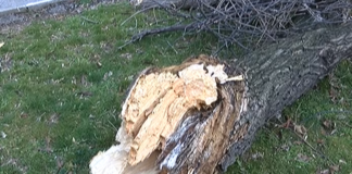 Множество поразии нанесе силният вятър