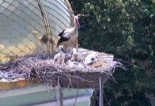 Семейството щъркели от асеновградския храм „Св. Атанасий” се сдоби с поколение