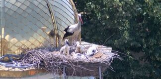 Семейството щъркели от асеновградския храм „Св. Атанасий” се сдоби с поколение