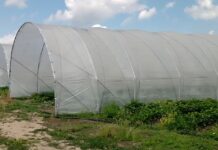 Производителите на ягоди от пловдивско предпочитат да реализират сами продукцията си