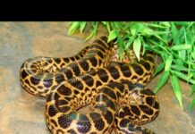 Още търсят изчезналата жълта анаконда в пловдивския Търговски център