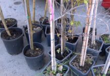 Община Асеновград започва кампания