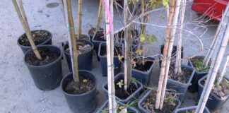 Община Асеновград започва кампания