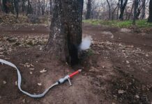 Дърво бе запалено от младежи на хълм Бунарджика в Пловдив