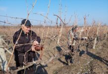 По стар обичай днес празнуваме Трифон Зарезан