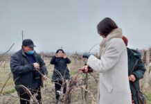 Навръх Трифон Зарезан зарязаха лозите в Куклен