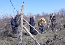 Ритуално зарязване на лозята и в асеновградското село Избеглии