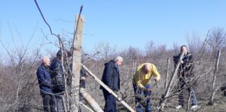 Ритуално зарязване на лозята и в асеновградското село Избеглии