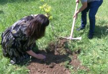 Община Асеновград стартира кампания за залесяване с дървета