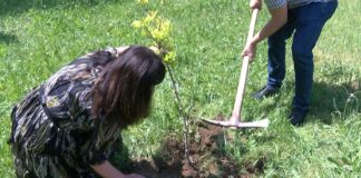 Община Асеновград стартира кампания за залесяване с дървета