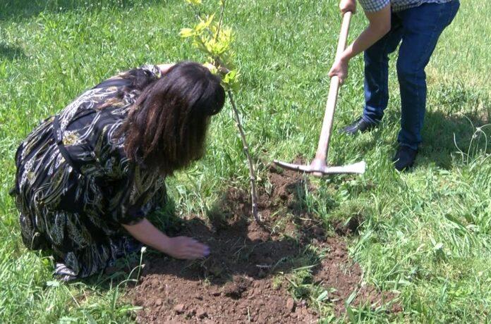 Засаждане на дърво