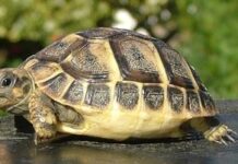 РИОСВ – Пловдив сезира прокуратурата за продажба на защитени видове животни в сайтове