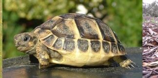 РИОСВ – Пловдив сезира прокуратурата за продажба на защитени видове животни в сайтове