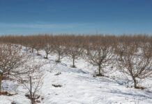 Одобрени са 4,7 милиона лева за зимните пръскания