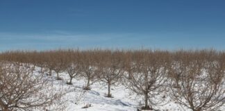 Одобрени са 4,7 милиона лева за зимните пръскания