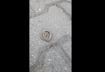 Змия на пешеходната зона на Асеновград