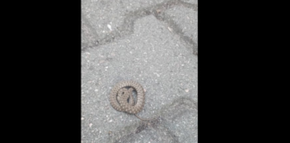 Змия на пешеходната зона на Асеновград