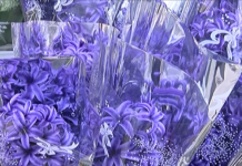 Сезонни цветя предпочитат да подаряват асеновградчани за 8 март