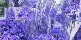 Сезонни цветя предпочитат да подаряват асеновградчани за 8 март