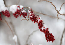 Готовността на Община Асеновград за предстоящата зима