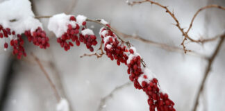 Готовността на Община Асеновград за предстоящата зима