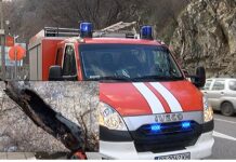 Неизвестни подпалиха дърво на разклона към Бачково и Асеновата крепост